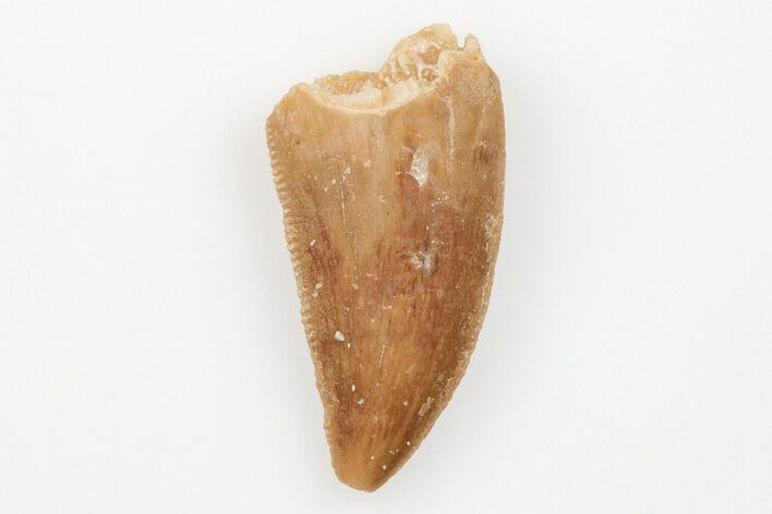 Serrated, Raptor Tooth - Real Dinosaur Tooth #203499